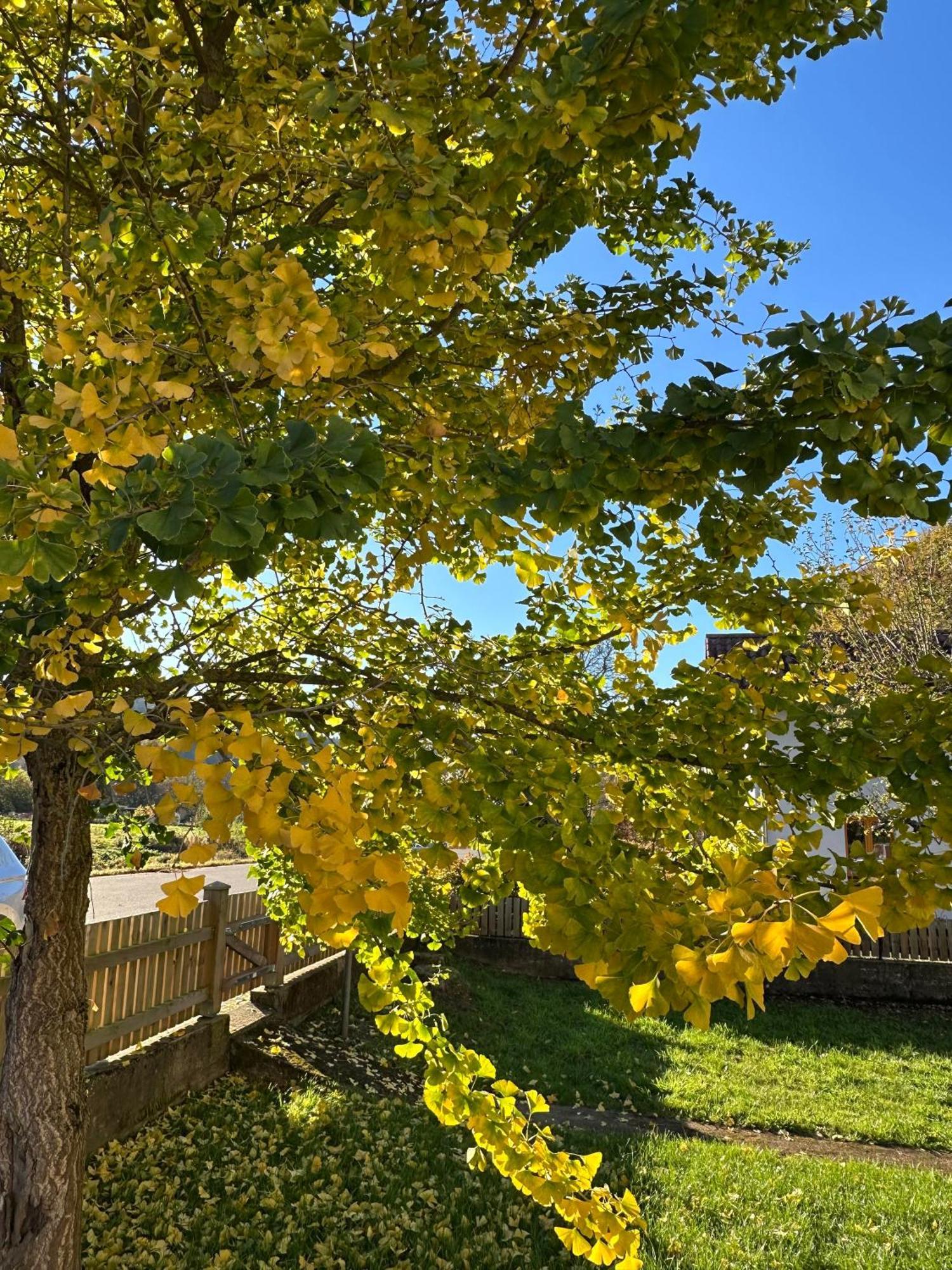 Ferienhaus Ginkgo Biloba Malsbenden Kültér fotó